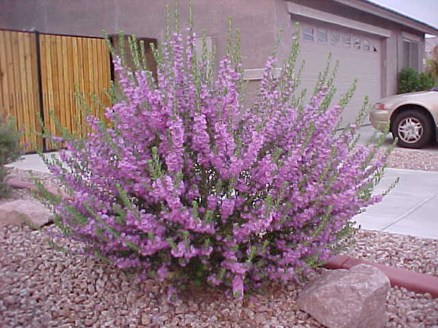 *blooming sage*
